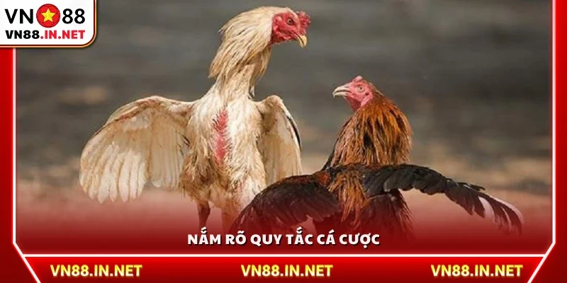 Nắm vững quy tắc cá cược 