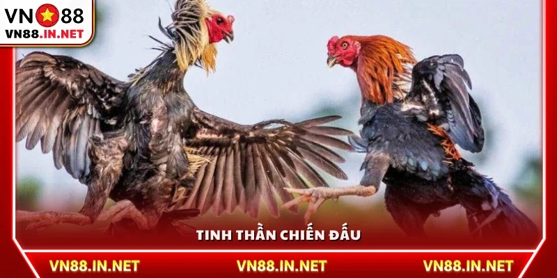 Tinh thần khí thế quyết liệt