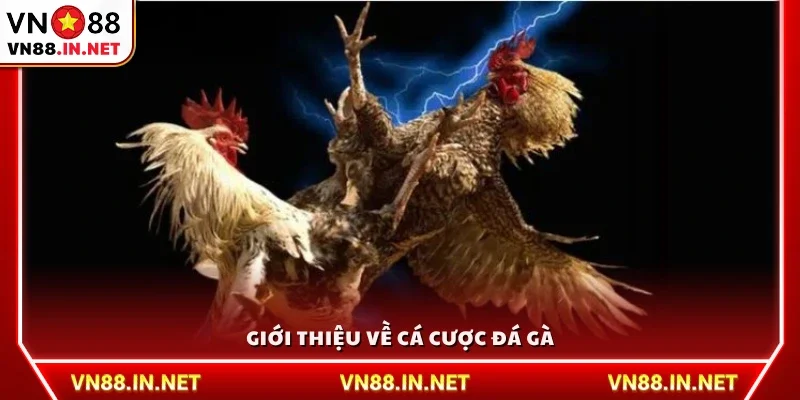 Cá cược đá gà là gì?
